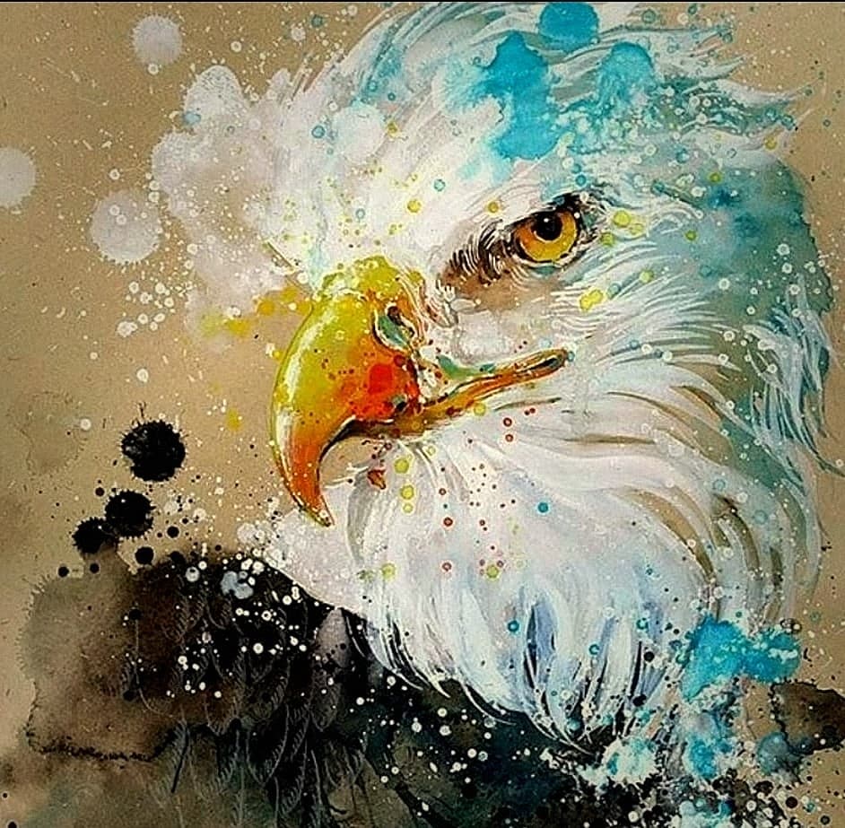 Adler, Studie